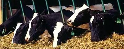 ������K8���� - ����Ӯ�ҡ�һ������