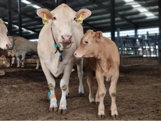 ������K8���� - ����Ӯ�ҡ�һ������